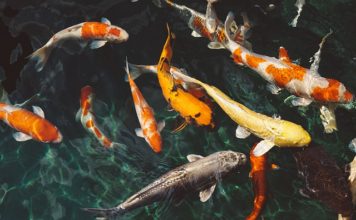 Volunteer help with conservation program of fish